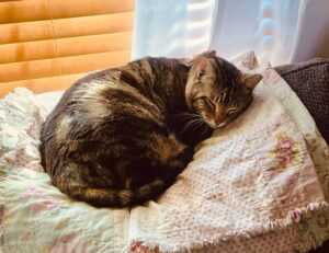 avoid kids toys with zifegemo