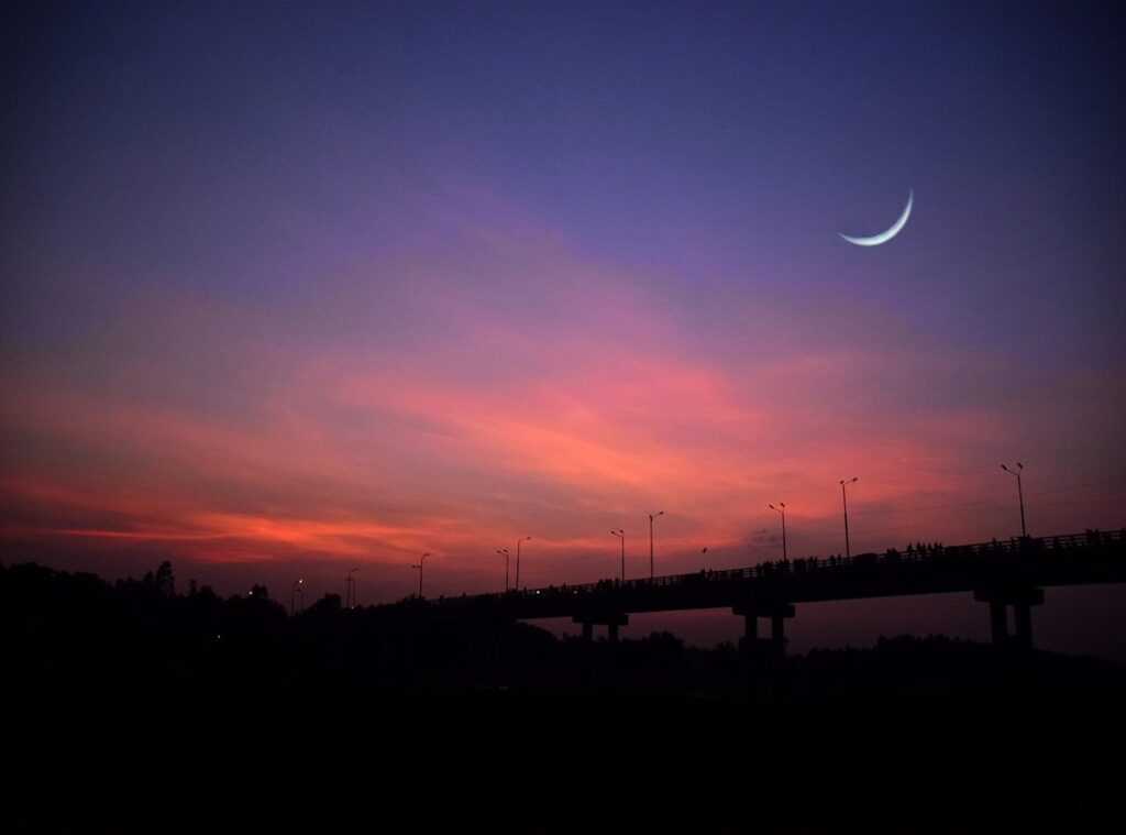 dibujos del colo colo para dibujar