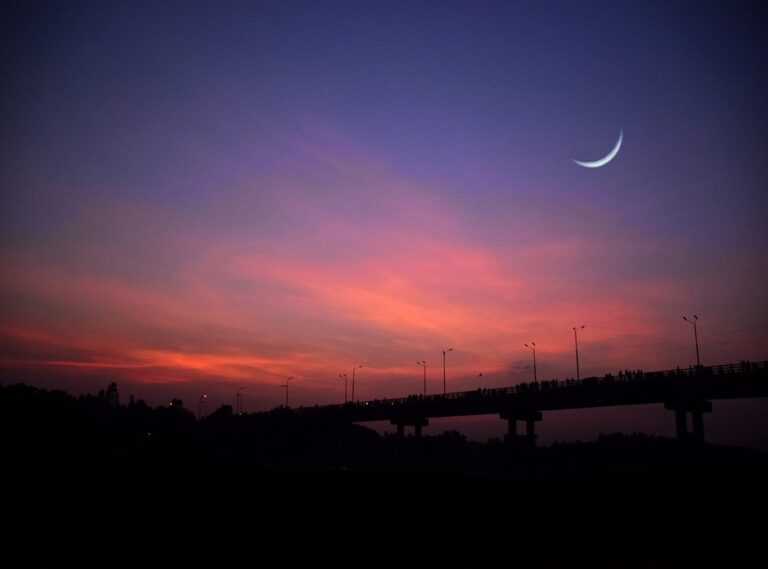 dibujos del colo colo para dibujar