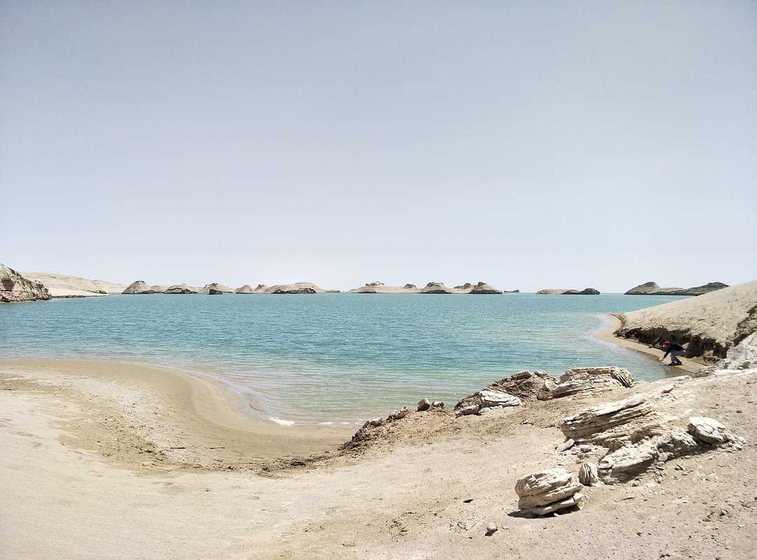 Kriteria dan Warna Ayam Jago yang Diterima dan Dianjurkan